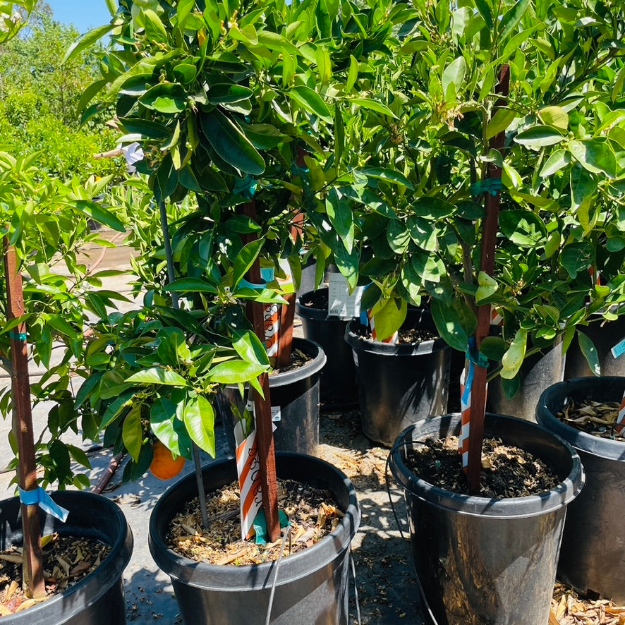 Barnfield Summer Navel Orange