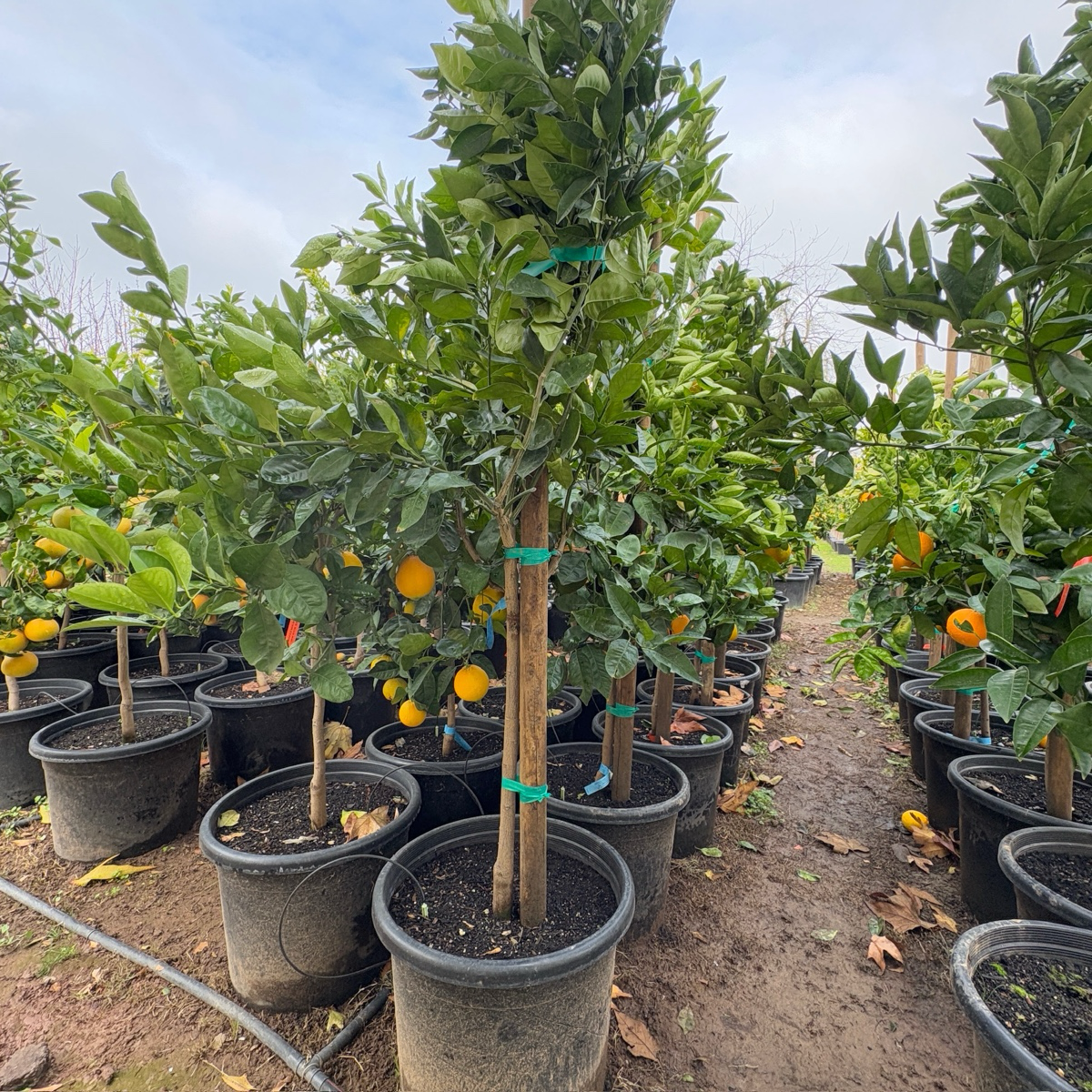 Barnfield Summer Navel Orange