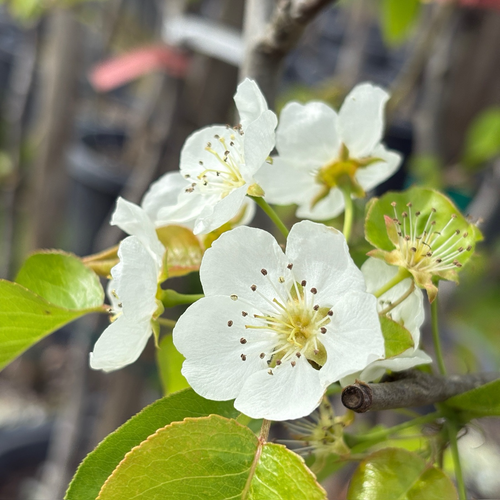 Bartlett Pear