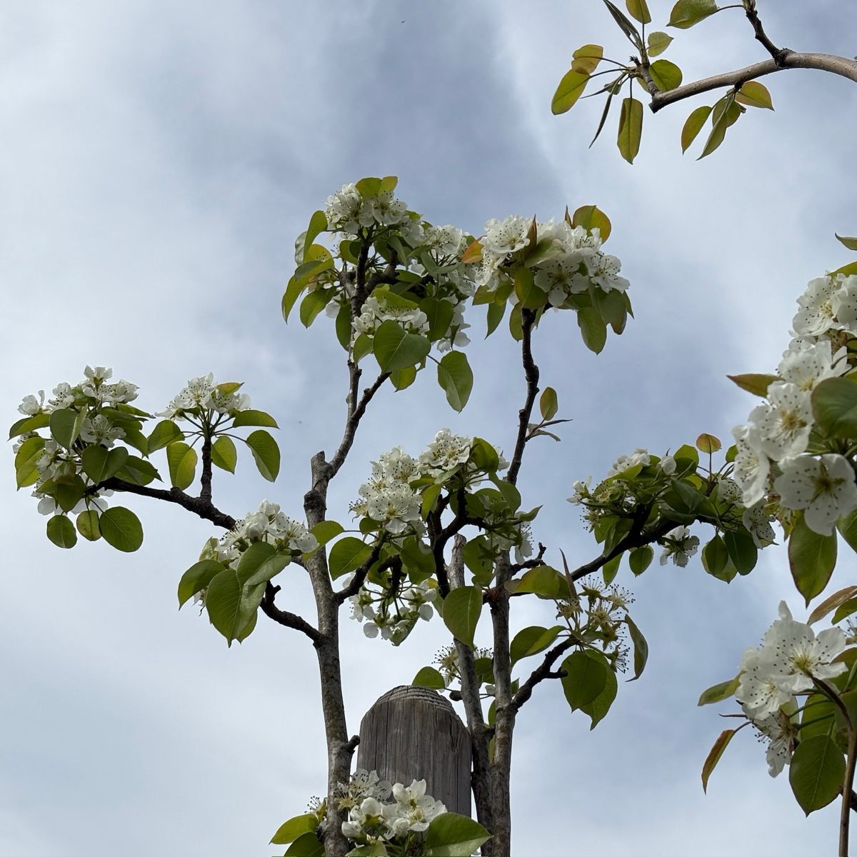 Bartlett Pear