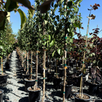 Bartlett Pear Tree