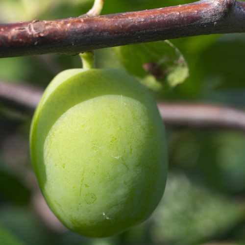 Bavay’s Green Gage Plum