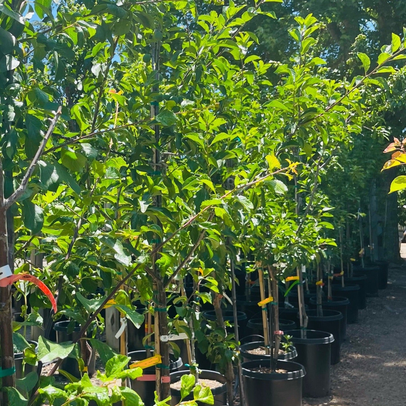 Bavay’s Green Gage Plum