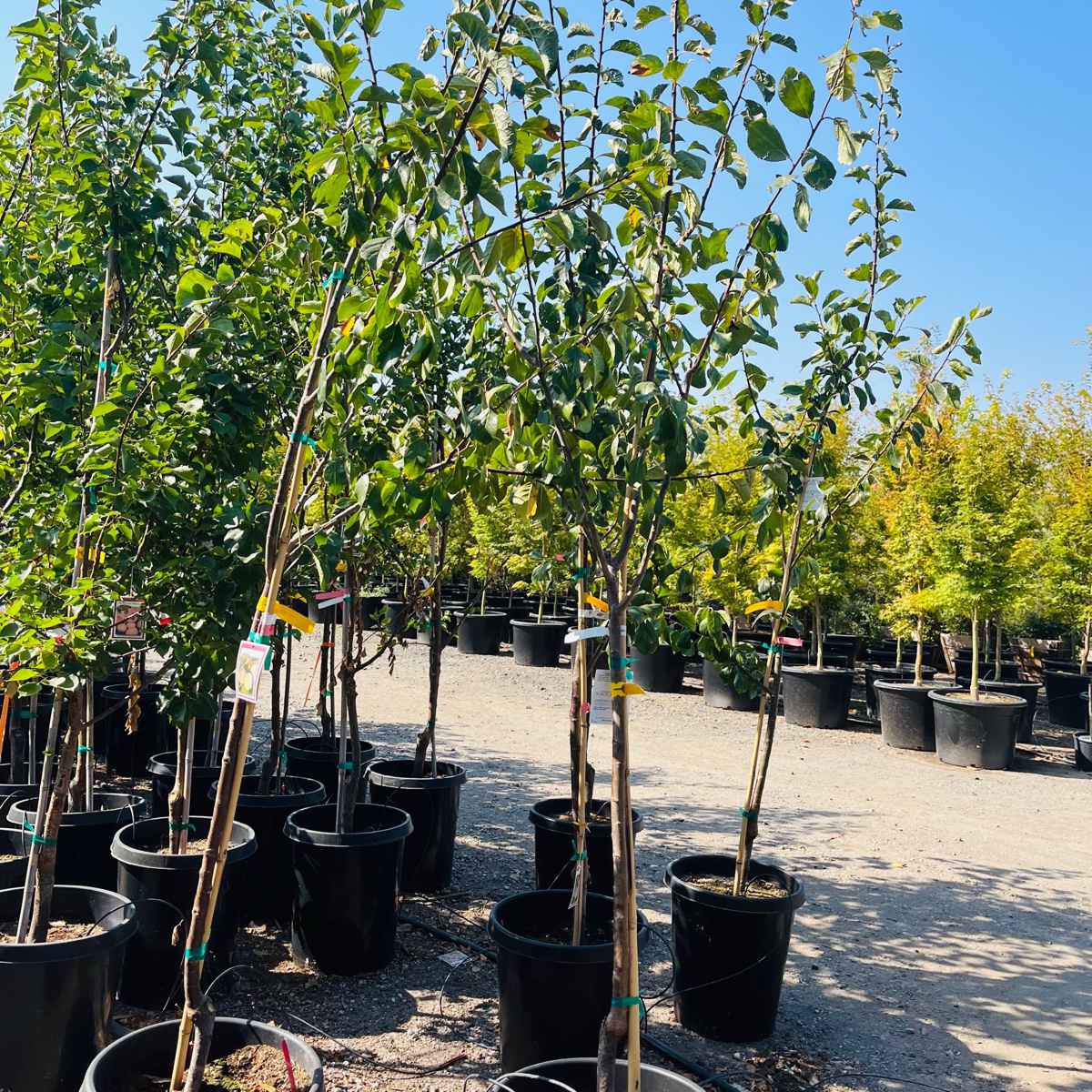 Bavay’s Green Gage Plum