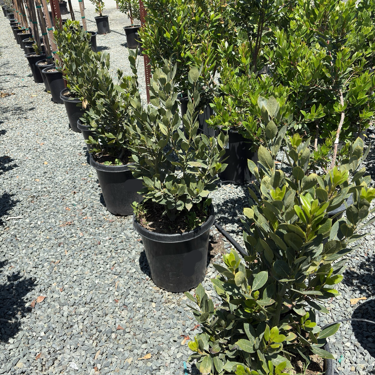 Sweet Bay Laurel