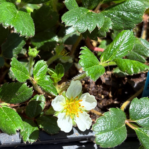 White flower Beach Strawberry with a yellow center surrounded by green leaves