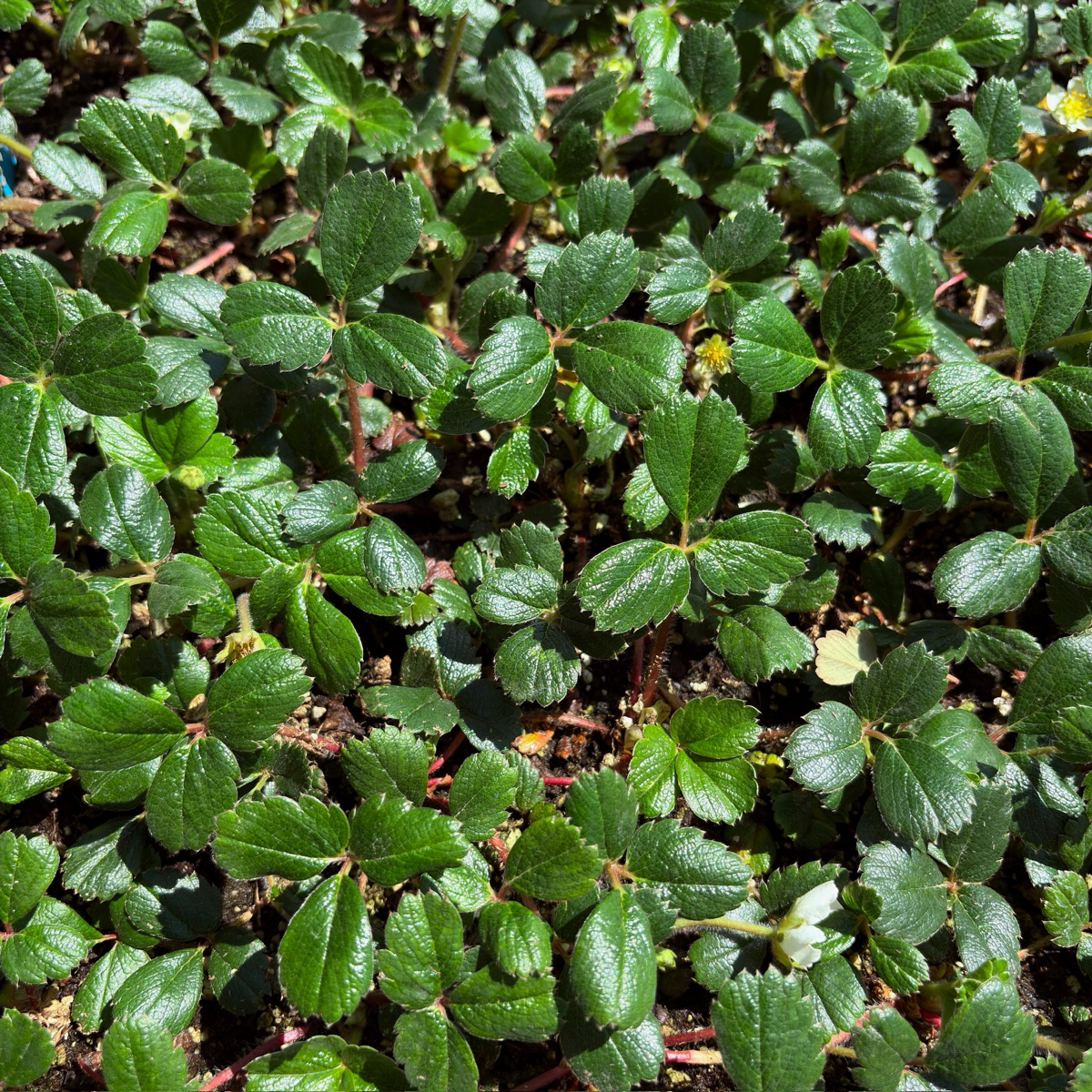Close-up of a dense patch of Sand Strawberry