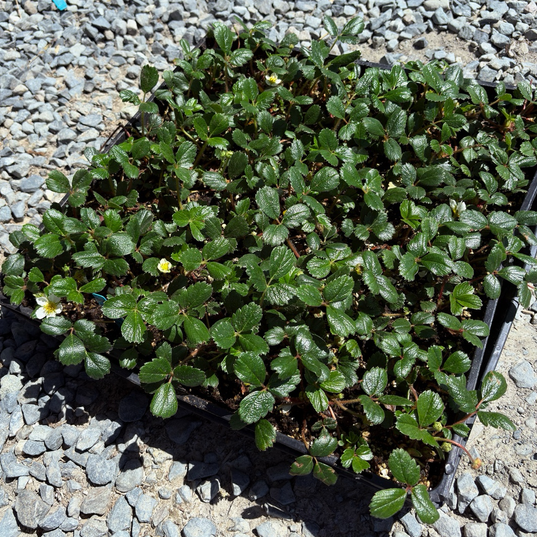 Fragaria chiloensis in a black pot on a gravel surface