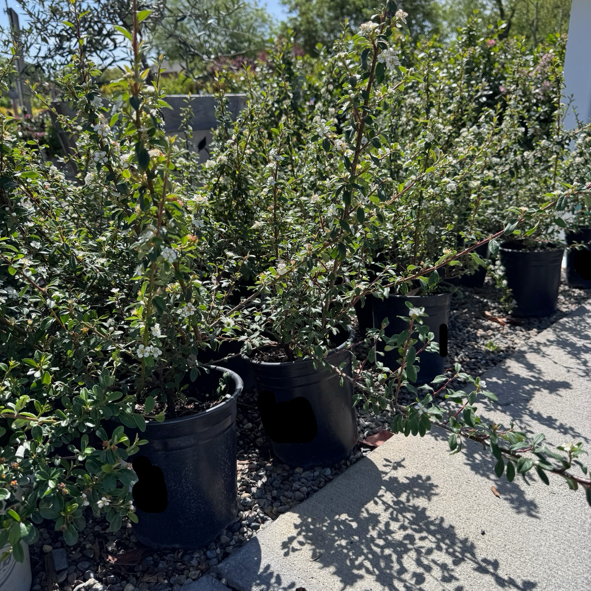 Row of potted Bearberry Cotoneaster  in a garden setting