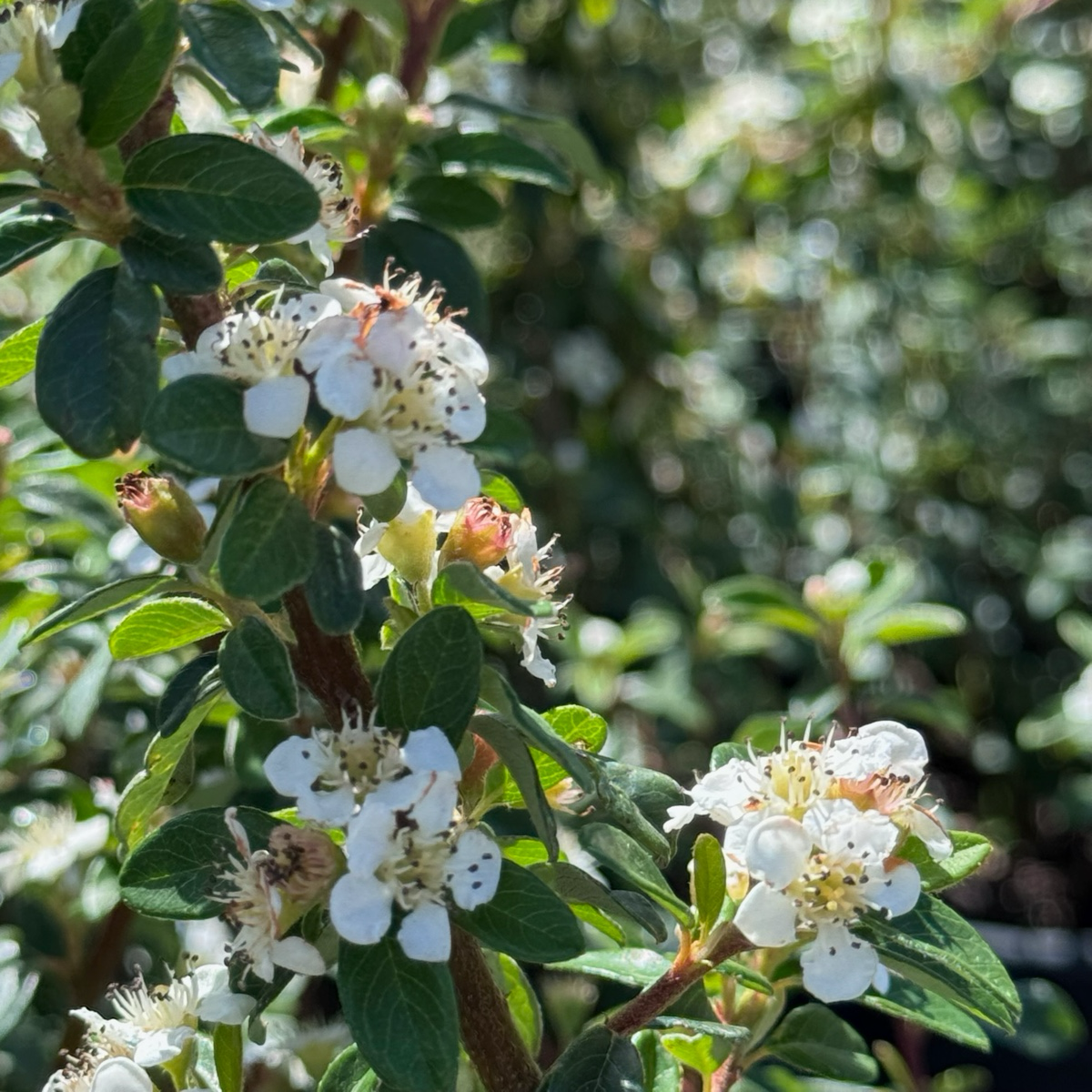 Close-up of white flowers with green leaves Bearberry Cotoneaster