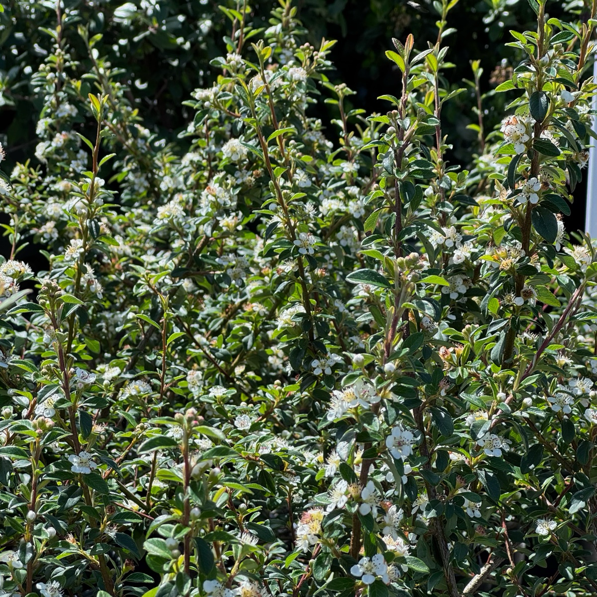 Bearberry Cotoneaster with small white flowers against a dark background