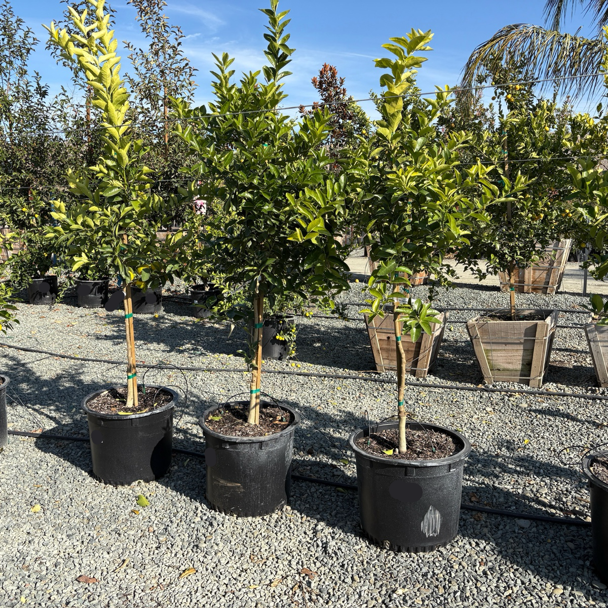 Bearss Lime Tree | Seedless Large Persian Lime Plant – Victory Nursery