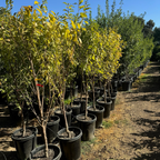 Beauty Japanese Plum