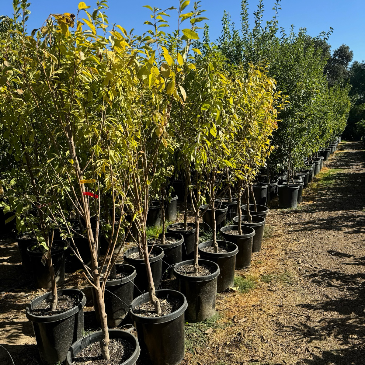 Beauty Japanese Plum