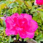Belle Danielle Floribunda Rose
