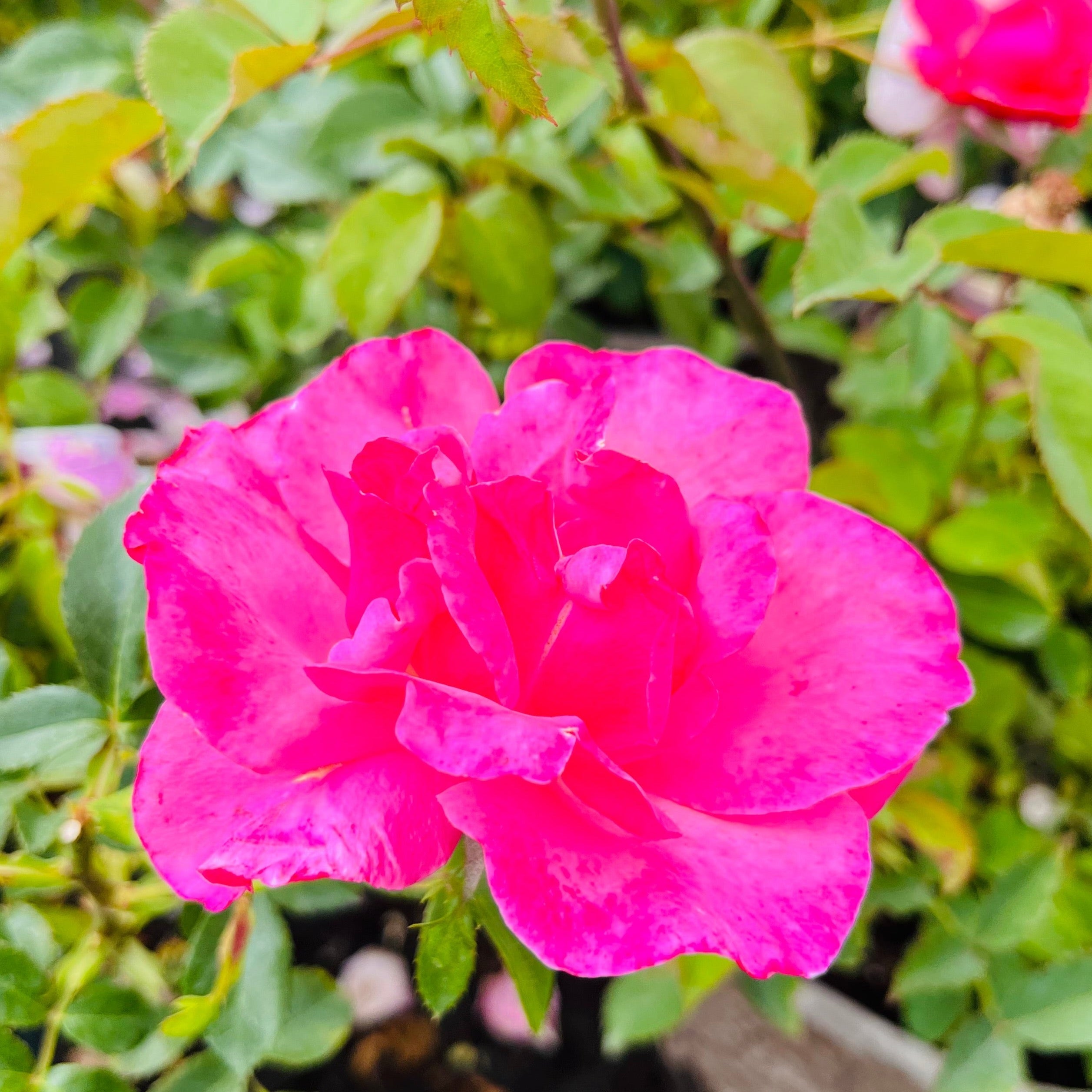 Belle Danielle Floribunda Rose