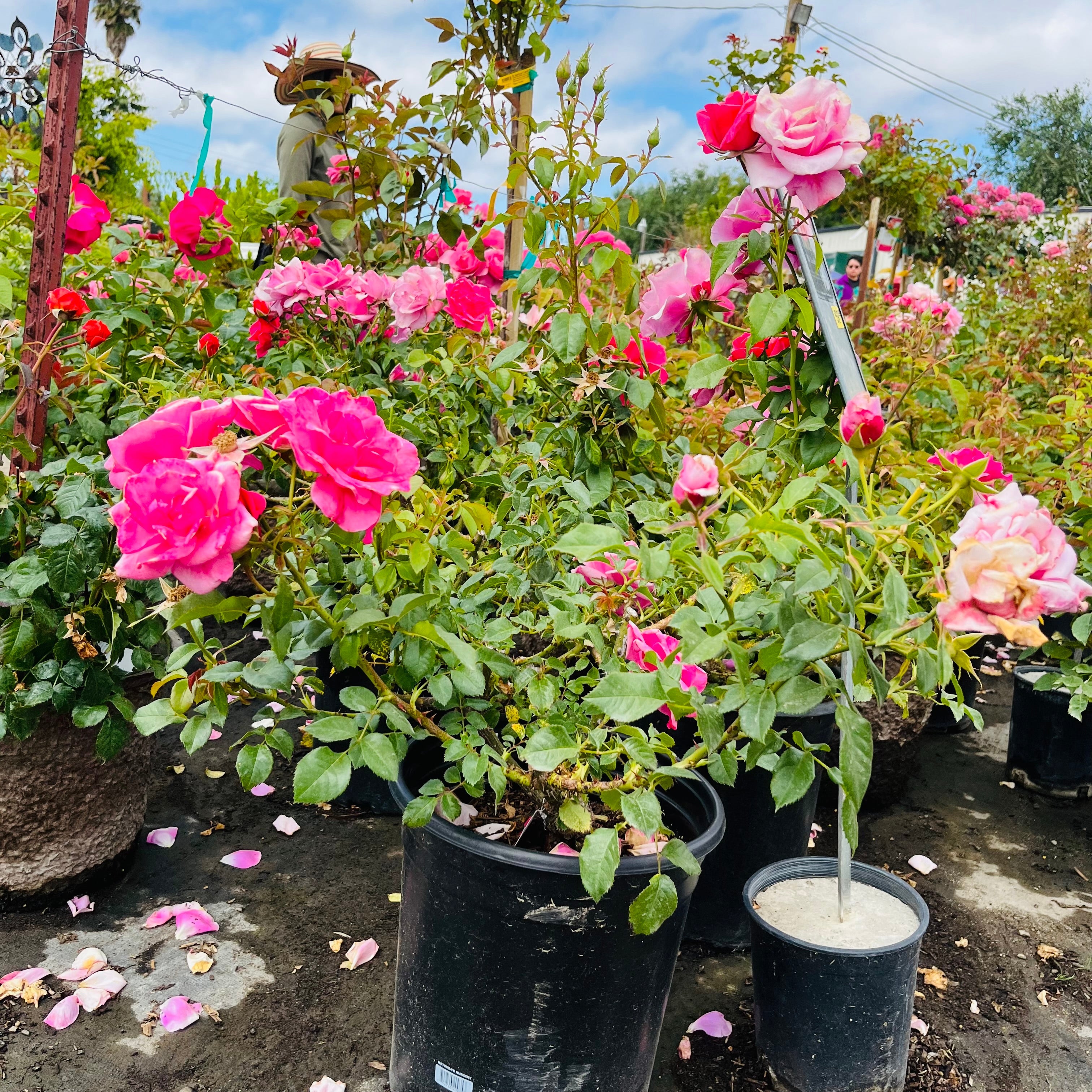 Belle Danielle Floribunda Rose