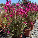Belleza Dark Pink Gaura