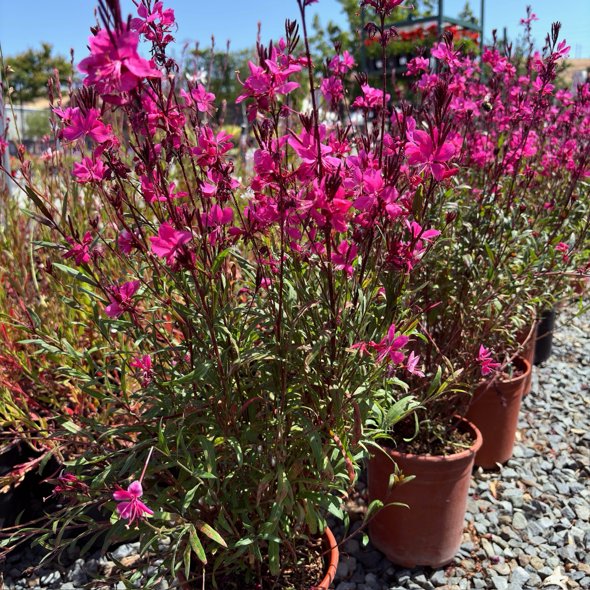 Belleza Dark Pink Gaura
