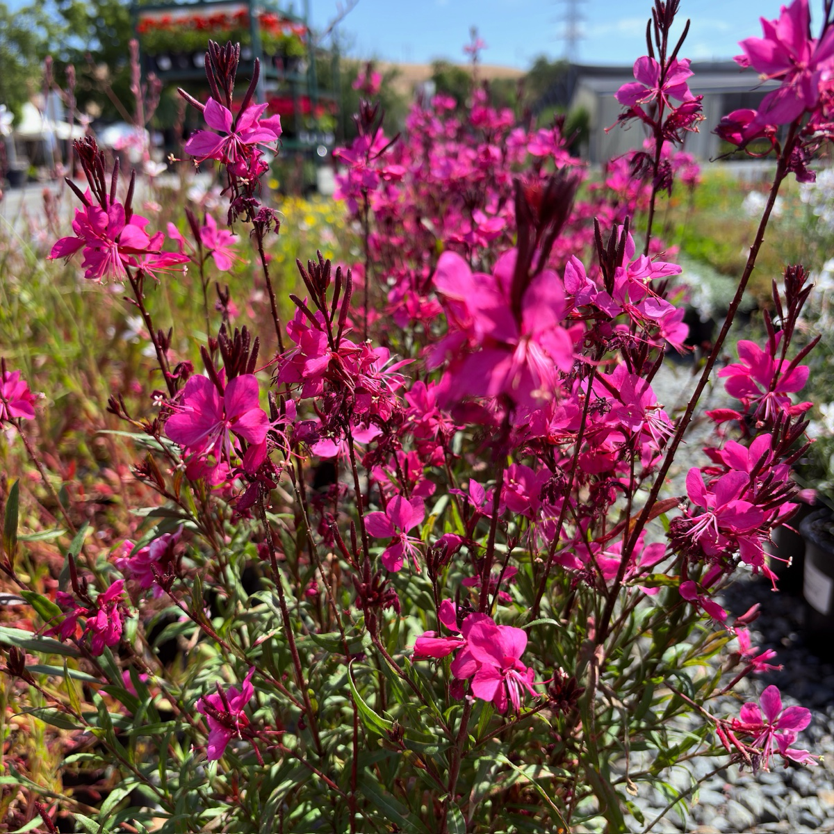 Belleza Dark Pink Gaura