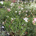 Belleza White Gaura