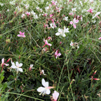 Belleza White Gaura