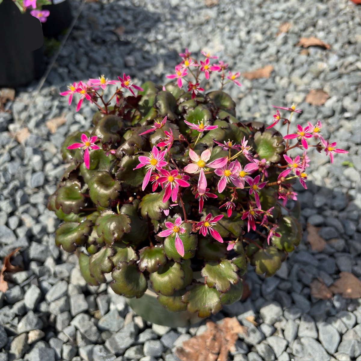 Berry Bright Saxifrage