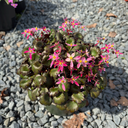 Berry Bright Saxifrage