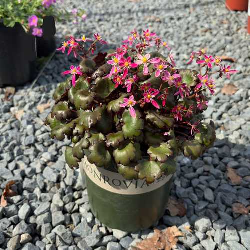 Berry Bright Saxifrage