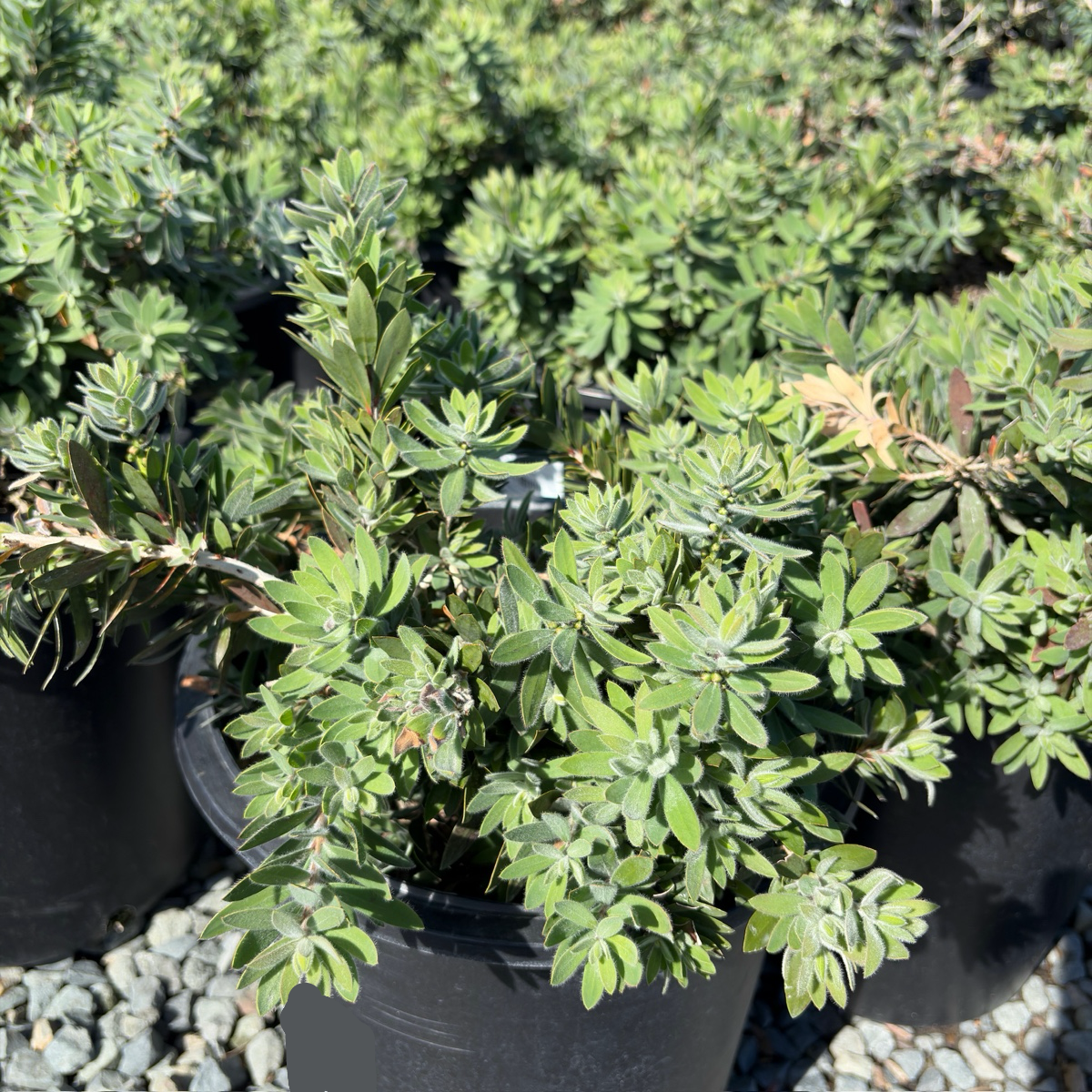 Better John Weeping Bottlebrush