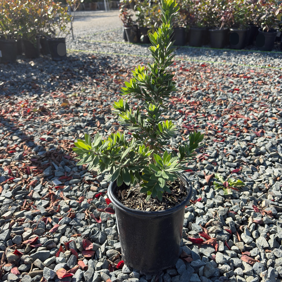 Better John Weeping Bottlebrush