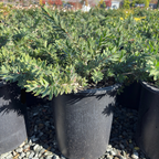 Better John Weeping Bottlebrush