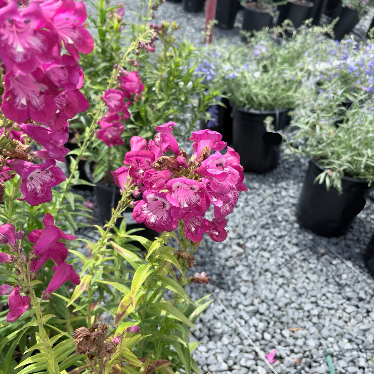 Bev Jensen  Border Penstemon