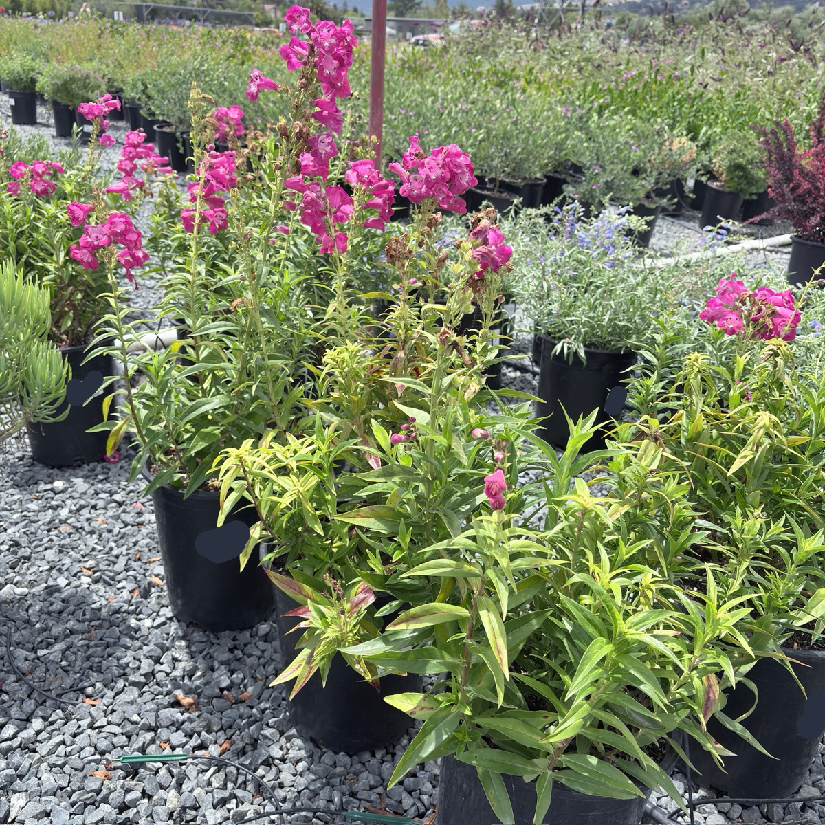 Bev Jensen  Border Penstemon