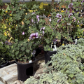 Bicolor Tree Mallow