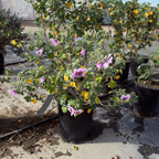 Bicolor Tree Mallow