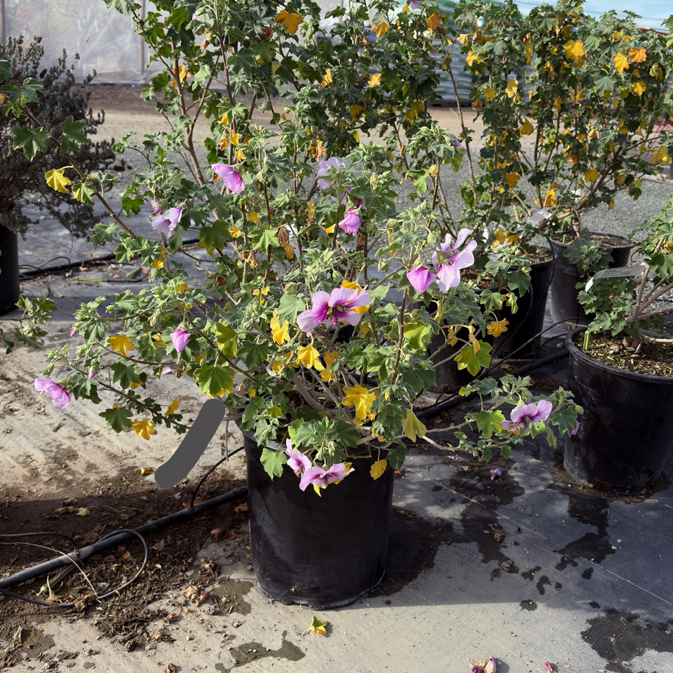 Bicolor Tree Mallow