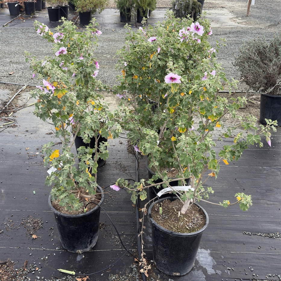 Bicolor Tree Mallow