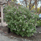 Bicolor Tree Mallow