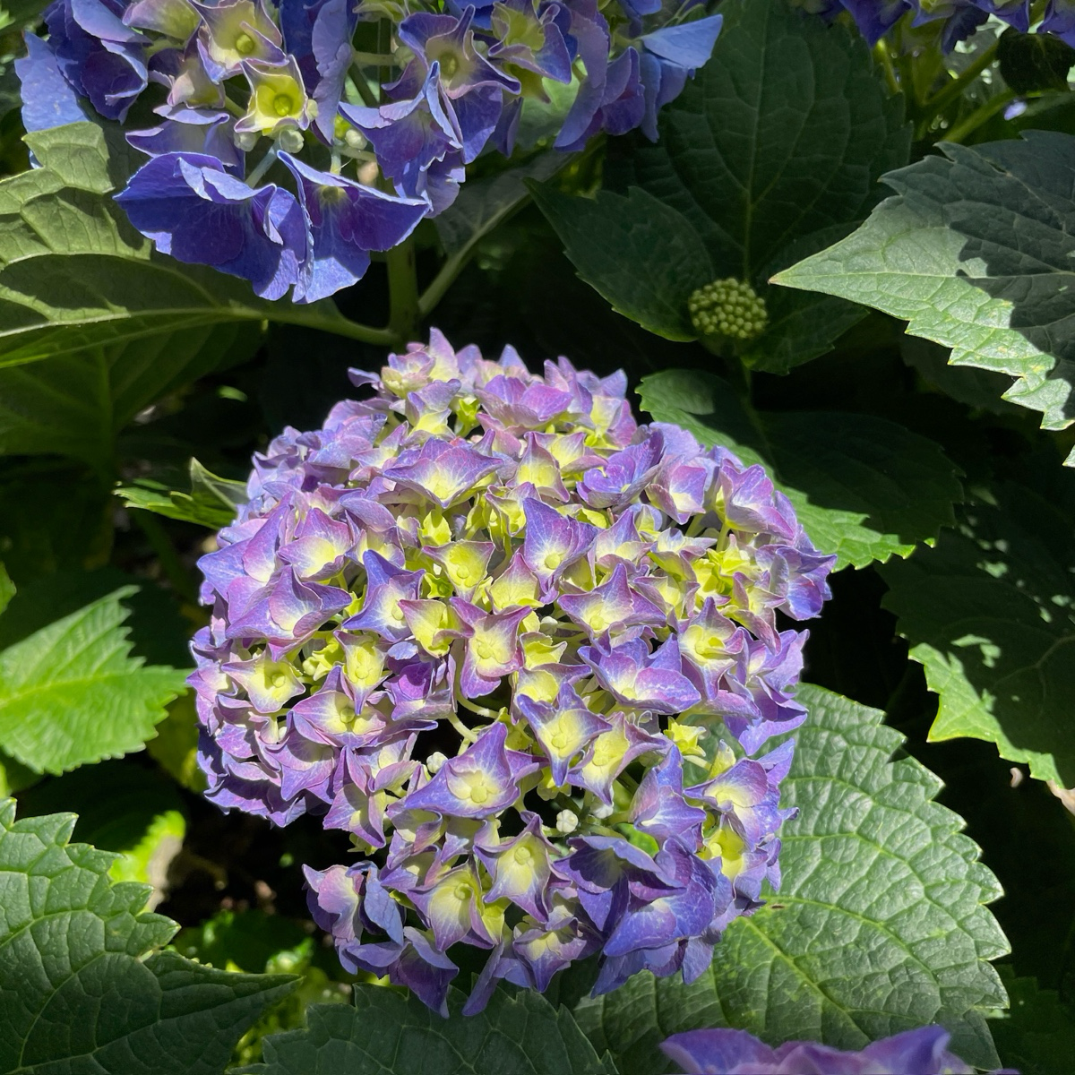 Big Band Let's Dance® Hydrangea