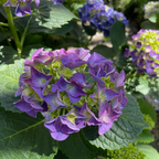 Big Band Let's Dance® Hydrangea
