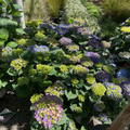 Big Band Let's Dance® Hydrangea