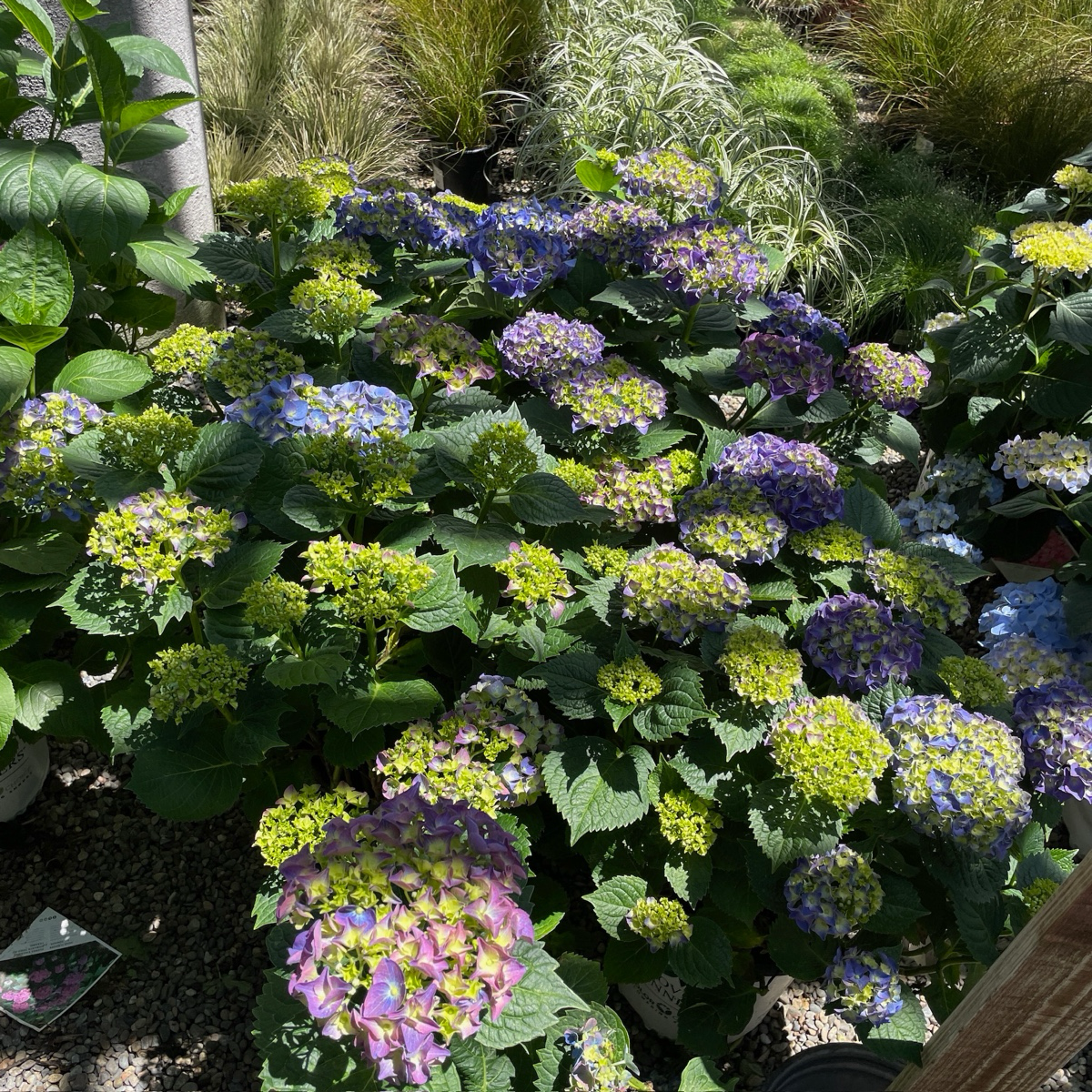 Big Band Let's Dance® Hydrangea