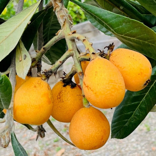 Big Jim Loquat hanging from a tree branch with green leaves.
