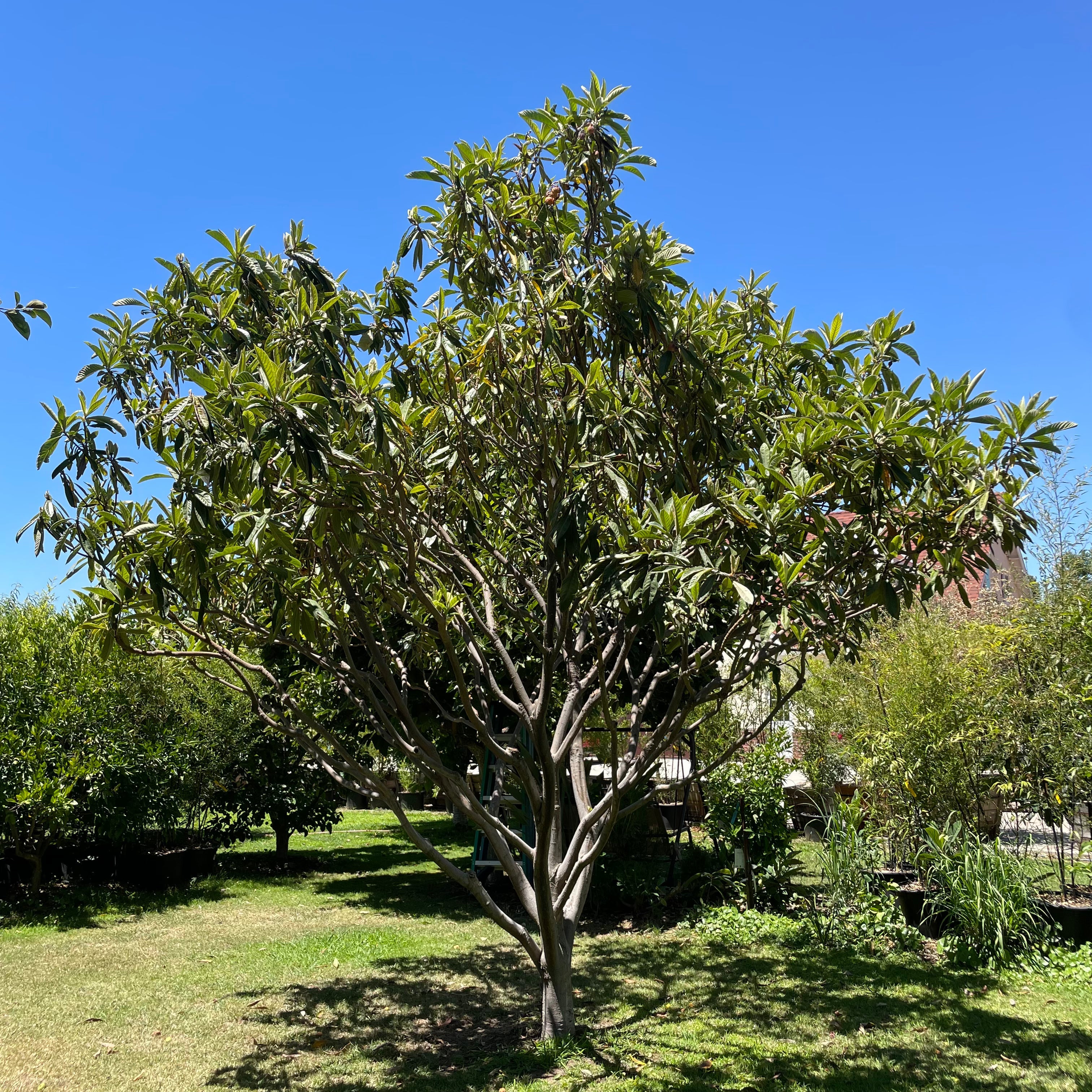 Big Jim Loquat tree with green leaves in a garden setting under a clear blue sky.