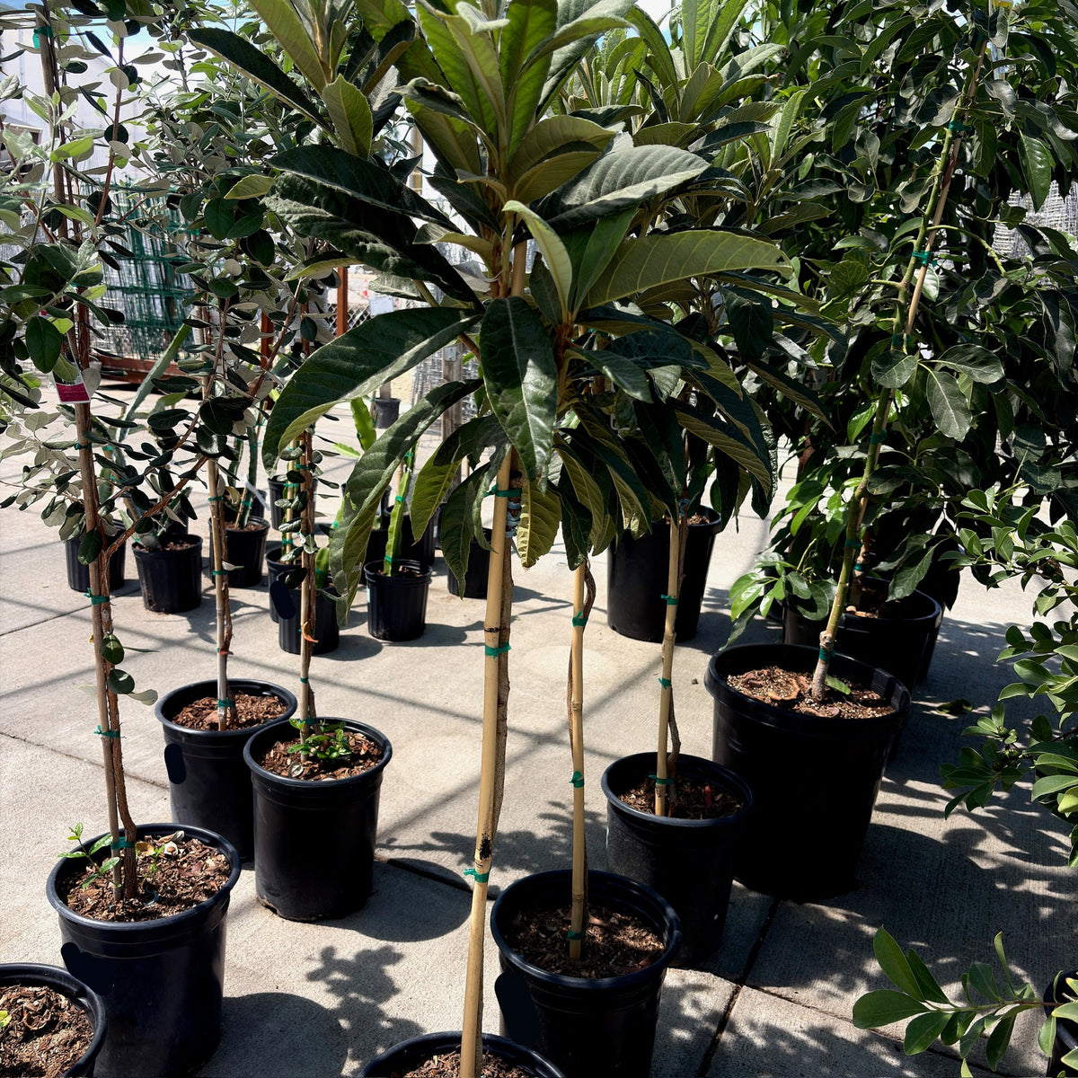 Big Jim Loquat