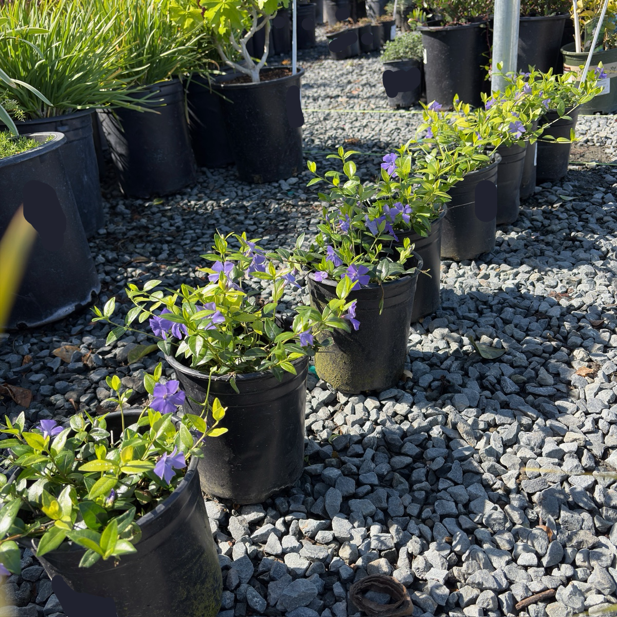 periwinkle house plant Big Leaf Periwinkle