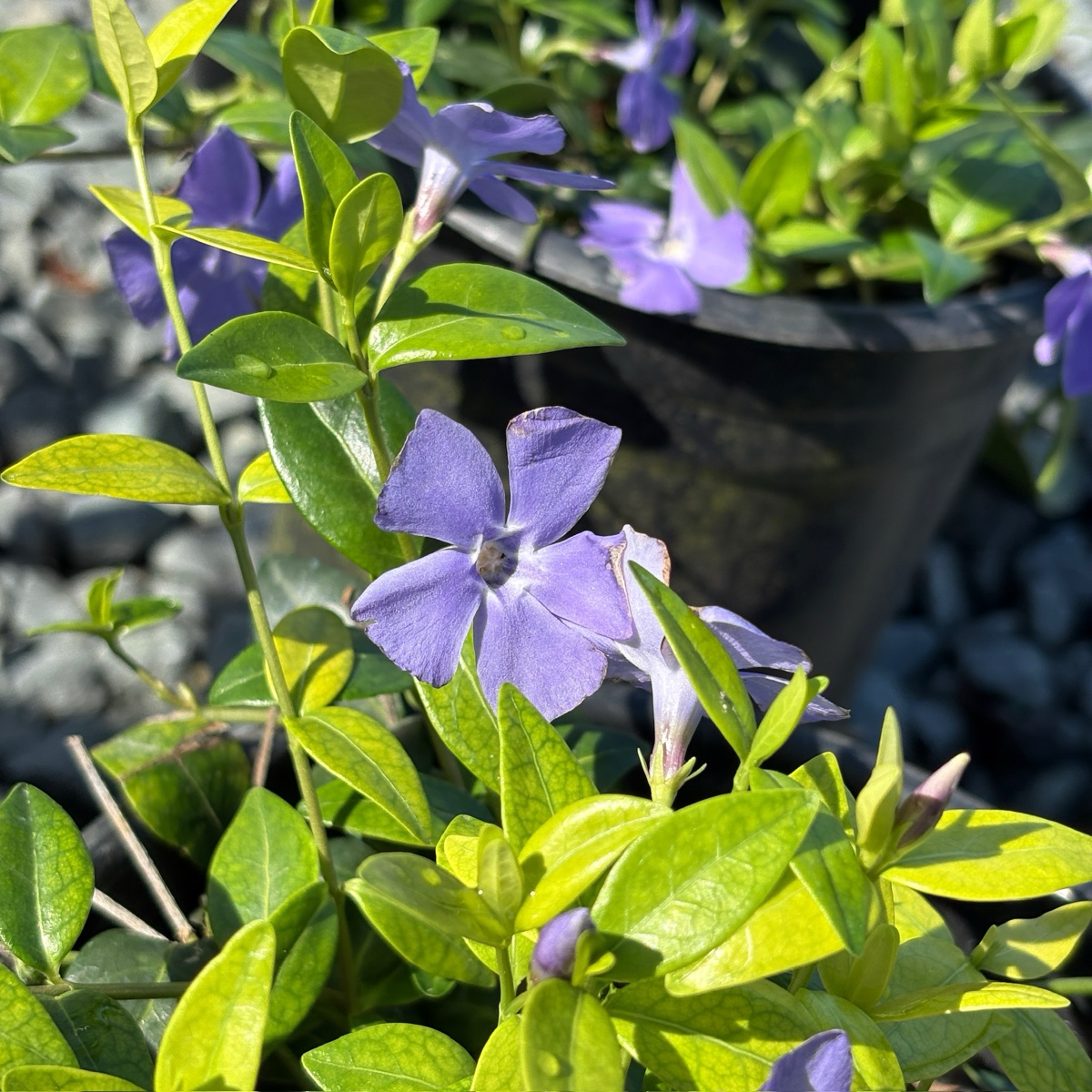 periwinkle indoor plant Big Leaf Periwinkle