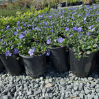 Big Leaf Periwinkle