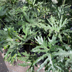 big leaf philodendron Big Leaf Philodendron